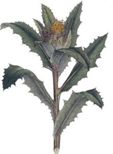 The People’s Herbalist: Nicholas Culpeper Image